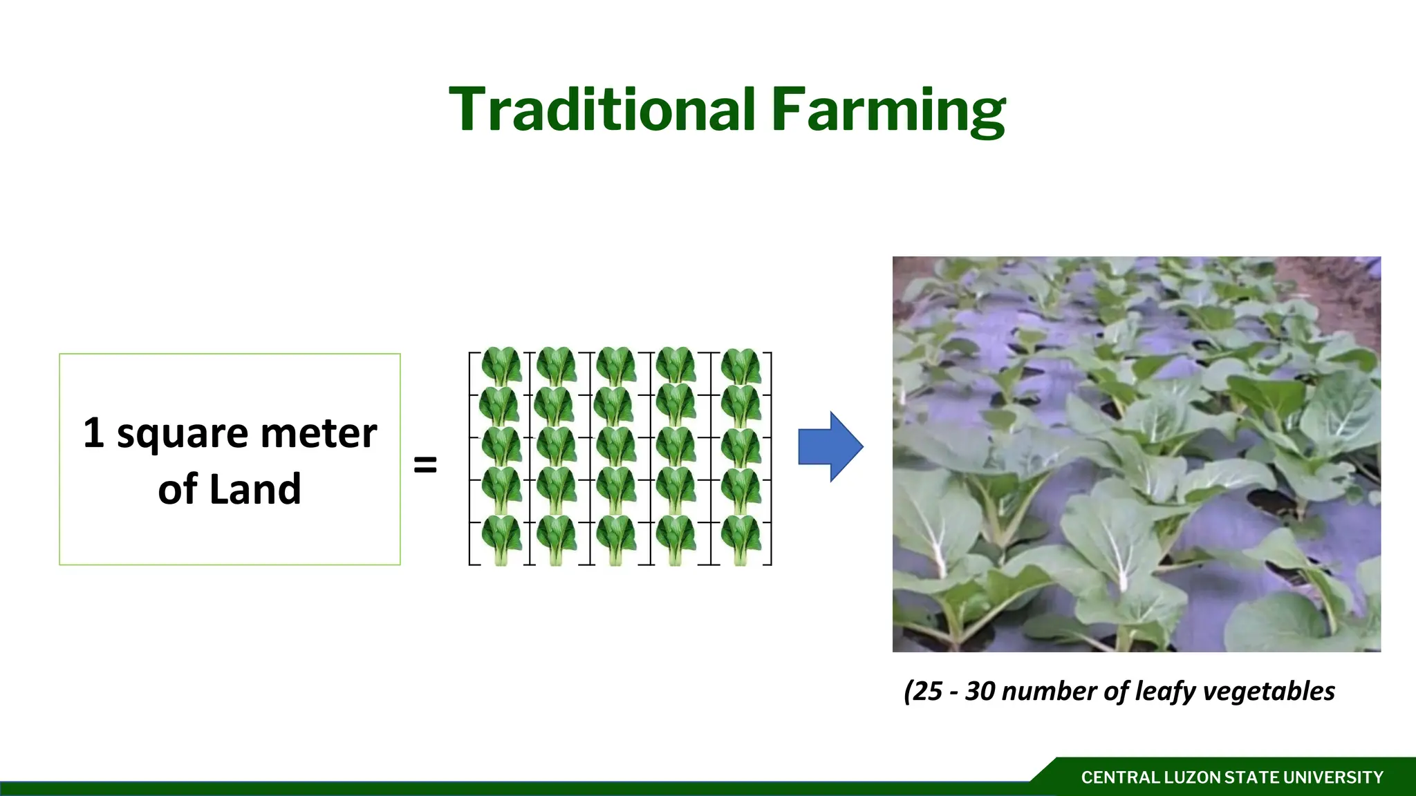 CENTRAL LUZON STATE UNIVERSITY
Traditional Farming
1 square meter
of Land
=
(25 - 30 number of leafy vegetables
 