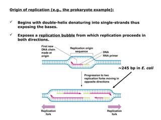 Replication Examples Biology 1. DNA Replication I.ppt for high school biology lecture | PPT