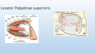 1. anatomy & physiology of eye in detail | PPTX