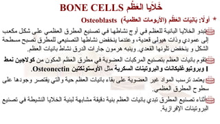 ‫م‬ ْ
‫ظ‬َ
‫ع‬‫ال‬ ‫يا‬َ
‫ال‬َ
‫خ‬
BONE CELLS
*
‫م‬ ْ
‫ظ‬َ
‫ع‬‫ال‬ ‫ات‬َ
‫ي‬ِ
‫ن‬‫ا‬َ
‫ب‬ : ‫اًل‬‫و‬‫أ‬
)‫العظمية‬ ‫ومات‬V‫ر‬‫(األ‬
Osteoblasts

‫ب‬R‫مكع‬ ‫ل‬R‫شك‬ ‫ى‬R‫عل‬ ‫ي‬R‫العظم‬ ‫المطرق‬ ‫نيع‬R‫تص‬ ‫ي‬R‫ف‬ ‫ا‬R‫نشاطه‬ ‫أوج‬ ‫ي‬R‫ف‬ ‫م‬R‫للعظ‬ ‫ة‬R‫الباني‬ ‫ا‬R‫الخالي‬ ‫تبدو‬
‫طحة‬R
‫س‬‫م‬ ‫بح‬R
‫ص‬‫ت‬ ‫للمطرق‬ ‫نيعي‬R
‫ص‬‫الت‬ ‫نشاطها‬ ‫ض‬R
‫ف‬‫ينخ‬ ‫ا‬R
‫م‬‫وعند‬ ،‫قعدية‬ ‫ى‬R‫ل‬‫هيو‬ ‫وذات‬ ‫عمودي‬ ‫ى‬R
‫ل‬‫إ‬
.‫العظم‬ ‫بانيات‬ ‫نشاط‬ ‫الدرق‬ ‫جارات‬ ‫هرمون‬ ‫وينبه‬ .‫القعدي‬ ‫تلونها‬ ‫ينخفض‬ ‫و‬ ‫الشكل‬

‫ن‬R‫م‬ ‫المكون‬ ‫م‬R‫ظ‬‫الع‬ ‫مطرق‬ ‫ي‬R‫ف‬ ‫ة‬R‫ي‬‫العضو‬ ‫المركبات‬ ‫نيع‬R‫ص‬‫بت‬ ‫م‬R‫ظ‬‫الع‬ ‫بانيات‬ ‫تقوم‬
‫ط‬V‫م‬‫ن‬ ‫ن‬V‫ي‬‫كوالج‬
I
‫السكرية‬ ‫والبروتينات‬ ‫وبروتيوغليكانات‬
‫مثل‬
‫األوستونكتين‬
Osteonectin
.

‫ى‬R‫ل‬‫ع‬ ‫ا‬R‫ه‬‫وجود‬ ‫ر‬R‫ص‬‫يقت‬ ‫ي‬R‫ت‬‫وال‬ ‫ة‬R‫ي‬‫ح‬ ‫م‬R‫ظ‬‫الع‬ ‫بانيات‬ ‫بقاء‬ ‫ى‬R‫ل‬‫ع‬ ‫ة‬R‫ي‬‫العضو‬ ‫ر‬R‫ي‬‫غ‬ ‫المواد‬ ‫ب‬R‫س‬‫تر‬ ‫د‬R‫م‬‫يعت‬
.‫العظمي‬ ‫المطرق‬ ‫سطوح‬

‫نيع‬R‫ص‬‫ت‬ ‫ي‬R‫ف‬ ‫ة‬R‫ط‬‫النشي‬ ‫ا‬R‫ي‬‫الخال‬ ‫ة‬R‫ي‬‫لبن‬ ‫ة‬R‫ه‬‫مشاب‬ ‫ة‬R‫ق‬‫دقي‬ ‫ة‬R‫ي‬‫بن‬ ‫م‬R‫ظ‬‫الع‬ ‫بانيات‬ ‫تبدي‬ ‫المطرق‬ ‫نيع‬R‫ص‬‫ت‬ ‫أثناء‬
.‫اإلفرازية‬ ‫البروتينات‬
 