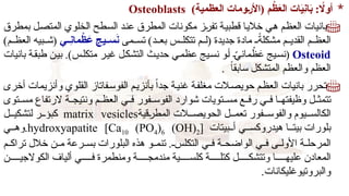 *
‫م‬ ْ
‫ظ‬َ
‫ع‬‫ال‬ ‫ات‬َ
‫ي‬ِ
‫ن‬‫ا‬َ
‫ب‬ : ‫اًل‬‫و‬‫أ‬
)‫العظمية‬ ‫ومات‬V‫ر‬‫(األ‬
Osteoblasts

‫بمطرق‬ ‫ل‬R‫ص‬‫المت‬ ‫الخلوي‬ ‫طح‬R‫س‬‫ال‬ ‫د‬R‫ن‬‫ع‬ ‫المطرق‬ ‫مكونات‬ ‫ز‬R
‫ر‬‫تف‬ ‫ة‬R‫ي‬‫قطب‬ ‫ا‬R‫ي‬‫خال‬ ‫ي‬R‫ه‬ ‫م‬R‫ظ‬‫الع‬ ‫بانيات‬
‫مى‬RR‫تس‬ )‫د‬RR‫بع‬ ‫س‬RR‫تتكل‬ ‫م‬RR‫(ل‬ ‫جديدة‬ ‫مادة‬ ً
RR‫مشكلة‬ ‫م‬RR‫القدي‬ ‫م‬RR‫العظ‬
‫ي‬VVِ
‫ن‬‫ما‬ ْ
‫ظ‬ َ
‫ع‬ ‫يج‬VV‫س‬َ
‫ن‬
)‫م‬RR‫العظ‬ ‫بيه‬RR‫(ش‬
Osteoid
ّ
R‫ي‬‫مان‬ ْ
‫ظ‬َ
‫ع‬ ‫يج‬R‫س‬‫(ن‬
‫بانيات‬ ‫ة‬R‫ق‬‫طب‬ ‫ن‬R‫ي‬‫ب‬ .)‫س‬R‫ل‬‫متك‬ ‫ر‬R‫ي‬‫غ‬ ‫ل‬R‫ك‬‫التش‬ ‫ث‬R‫ي‬‫حد‬ ‫ي‬R‫م‬‫عظ‬ ‫يج‬R‫س‬‫ن‬ ‫و‬R‫أ‬
. ً‫ا‬‫سابق‬ ‫المتشكل‬ ‫والعظم‬ ‫العظم‬

‫أخرى‬ ‫وأنزيمات‬ ‫القلوي‬ ‫فاتاز‬R‫س‬‫الفو‬ ‫م‬R‫ي‬‫بأنز‬ ً‫ا‬‫جد‬ ‫ة‬R‫ي‬‫غن‬ ‫ة‬R‫ف‬‫مغل‬ ‫الت‬R‫ص‬‫حوي‬ ‫م‬R‫ظ‬‫الع‬ ‫بانيات‬ ‫تحرر‬
‫توى‬RR‫مس‬ ‫الرتفاع‬ ‫ة‬RR‫ونتيج‬ ‫م‬RR‫العظ‬ ‫ي‬RR‫ف‬ ‫فور‬RR‫الفوس‬ ‫شوارد‬ ‫تويات‬RR‫مس‬ ‫ع‬RR‫رف‬ ‫ي‬RR‫ف‬ ‫ا‬RR‫وظيفته‬ ‫ل‬RR‫تتمث‬
‫قية‬R
‫ر‬‫المط‬ ‫الت‬RR‫الحويص‬ ‫ل‬RR‫تعم‬ ‫فور‬RR‫والفوس‬ ‫يوم‬RR‫الكالس‬
matrix vesicles
‫ل‬RR‫لتشكي‬ ‫ر‬RR‫كبؤ‬
‫بيتات‬RR‫أ‬ ‫ي‬RR‫هيدروكس‬ ‫ا‬RR‫بيت‬ ‫بلورات‬
hydroxyapatite [Ca10 (PO4)6 (OH)2]
‫ي‬RR‫وه‬.
‫م‬RR‫تراك‬ ‫خالل‬ ‫ن‬RR‫م‬ ‫رعة‬RR‫بس‬ ‫البلورات‬ ‫هذه‬ ‫و‬RR‫تنم‬ .RR‫التكلس‬ ‫ي‬RR‫ف‬ ‫ة‬RR‫الواضح‬ ‫ي‬RR‫ف‬ ‫ى‬RR‫األول‬ ‫ة‬RR‫المرحل‬
‫ن‬RRRRR‫الكوالجي‬ ‫ألياف‬ ‫ي‬RRRRR‫ف‬ ‫ومنطمرة‬ ‫ة‬RRRRR‫مندمج‬ ‫ية‬RRRRR‫كلس‬ ‫ة‬RRRRR‫كتل‬ ‫ل‬RRRRR‫وتتشك‬ ‫ا‬RRRRR‫عليه‬ ‫المعادن‬
.‫والبروتيوغليكانات‬
 