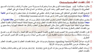 ^
‫م‬ ْ
‫ظ‬َ
‫ع‬‫ال‬ ‫ات‬ َ
‫ِض‬
‫ق‬‫نا‬ :‫ا‬ً
‫ثالث‬
Osteoclasts

‫ة‬RRR‫عمالق‬ ‫ا‬RRR‫خالي‬
Giant cell
‫يج‬RRR‫النس‬ ‫بناء‬ ‫وإعادة‬ ‫ارتشاف‬ ‫ة‬RRR‫عملي‬ ‫ن‬RRR‫ع‬ ‫ؤولة‬RRR‫مس‬ ‫ة‬RRR‫ومتحرك‬ ‫ة‬RRR‫متفرع‬ ‫النوى‬ ‫متعددة‬
(‫العظمي‬
Figure 8–6
.‫العظام‬ ‫نقي‬ ‫في‬ ‫الوحيدات‬ ‫خاليا‬ ‫اندماج‬ ‫من‬ ‫منشأها‬ ‫إلى‬ ‫النوى‬ ‫وتعدد‬ ‫الكبير‬ ‫الحجم‬ ‫يعود‬ ‫و‬ . )

‫ى‬R‫ع‬‫تد‬ ً‫ا‬‫أنزيمي‬ ‫محفورة‬ ‫ا‬R‫ي‬‫خبا‬ ‫و‬R‫أ‬ ‫انخفاضات‬ ‫ي‬R‫ف‬ ‫ي‬R‫م‬‫عظ‬ ‫ارتشاف‬ ‫ا‬R‫ه‬‫في‬ ‫ل‬R‫ص‬‫يح‬ ‫ي‬R‫ت‬‫ال‬ ‫ق‬R‫ط‬‫المنا‬ ‫ي‬R‫ف‬ ‫م‬R‫ظ‬‫الع‬ ‫ناقضات‬ ‫ع‬R‫ض‬‫تتو‬
‫ة‬V‫ج‬‫أخل‬
‫ارتشافية‬
resorption bays
‫هاوشيب‬ ‫جوبات‬ ‫تدعى‬ ‫كانت‬ ‫مضى‬ ‫(فيما‬
Howship Lacunae
.)

‫ى‬R‫تدع‬ ‫ة‬R‫منتظم‬ ‫ر‬R‫غي‬ ‫بروزات‬ ‫ل‬R‫تشك‬ ‫طيات‬ ‫م‬R‫العظ‬ ‫لمطرق‬ ‫ل‬R‫المقاب‬ ‫ة‬R‫النشيط‬ ‫م‬R‫العظ‬ ‫ناقضات‬ ‫طح‬R‫س‬ ‫يحتوي‬
‫ة‬V‫تغضني‬ ‫ة‬V‫حاف‬
‫و‬R‫أ‬
‫مجعدة‬
Ruffled border
‫م‬R‫العظ‬ ‫ة‬R‫ناقض‬ ‫ا‬R‫للخالي‬ ‫المجعدة‬ ‫ة‬R‫الحاف‬ ‫ط‬R‫محي‬ ‫ي‬R‫ف‬ ‫د‬R‫يوج‬ .‫العظم‬ ‫ناقضات‬ ‫بنشاط‬ ‫ا‬R‫تشكله‬ ‫ط‬R‫ويرتب‬
‫مجهري‬ ‫ط‬R‫س‬‫و‬ ‫ة‬R‫ي‬‫الهيول‬ ‫ة‬R‫ق‬‫المنط‬ ‫هذه‬ ‫ل‬R‫ك‬‫وتش‬ ،‫م‬R‫ظ‬‫الع‬ ‫بمطرق‬ ‫اقها‬R‫ص‬‫الت‬ ‫مكان‬ ‫ل‬R‫ث‬‫تم‬ ‫ن‬R‫ي‬‫األكت‬ ‫بخيوط‬ ‫ة‬R‫ي‬‫غن‬ ‫ة‬R‫ف‬‫شفا‬ ‫ة‬R‫ي‬‫هيول‬ ‫ة‬R‫ق‬‫منط‬
.‫العظم‬ ‫ارتشاف‬ ‫فيه‬ ‫يحدث‬ ‫والمطرق‬ ‫العظم‬ ‫ناقضات‬ ‫بين‬

‫خ‬RR‫تض‬ ‫و‬ ‫أخرى‬ ‫وأنزيمات‬ ‫الكوالجيناز‬ ‫م‬RR‫أنزي‬ )‫ة‬RR‫المجهري‬ ‫ة‬RR‫(البيئ‬ ‫الخلوي‬ ‫ت‬RR‫تح‬ ‫ب‬RR‫الجي‬ ‫هذا‬ ‫ن‬RR‫ضم‬ ‫م‬RR‫العظ‬ ‫ناقضات‬ ‫تفرز‬
‫ي‬RR‫ف‬ ‫الموجود‬ ‫ن‬RR‫الكوالجي‬ ‫م‬RR‫هض‬ ‫ريع‬RR‫وتس‬ ‫بيتات‬RR‫أ‬ ‫ي‬RR‫هيدروكس‬ ‫بلورات‬ ‫ك‬RR‫لتفكي‬ ‫ا‬RRً
‫ي‬‫حامض‬ ‫ا‬RRً
‫ي‬‫موضع‬ ‫ا‬ ً
‫ط‬RR‫وس‬ ً
RR‫مشكلة‬ ‫بروتونات‬
.‫المطرق‬

‫ة‬R‫موضعي‬ ‫ة‬R‫إشعاري‬ ‫ل‬R‫عوام‬ ‫شرف‬ُ
‫ت‬
factors signaling
‫م‬R‫العظ‬ ‫ناقضات‬ ‫تحتوي‬ ‫ذ‬R‫إ‬ ‫م‬R‫العظ‬ ‫ناقضات‬ ‫نشاط‬ ‫ى‬R‫عل‬ ‫وهرمونات‬
‫ِين‬
‫ن‬‫و‬ُ
‫ت‬‫ي‬ِ
‫س‬ْ‫الكال‬ ‫هرمون‬ ‫مستقبالت‬ ‫على‬
‫ة‬َّ
‫ِي‬
‫ق‬َ
‫َّر‬
‫الد‬ ‫وهرمونات‬
.

‫ج‬RR‫تنت‬ ‫الدرق‬ ‫جارات‬ ‫هرمون‬ ‫اطة‬RR‫بوس‬ ‫ة‬ RRَ
‫ط‬َ
‫ش‬َّ
‫ن‬ُ
‫م‬‫ال‬ ‫م‬RR‫العظ‬ ‫أرومات‬
M-CSF, RANKL
‫ة‬RR‫وفعالي‬ ‫ل‬RR‫تشك‬ ‫م‬RR‫تنظ‬ ‫أخرى‬ ‫ل‬RR‫وعوام‬
.‫العظم‬ ‫ناقضات‬
 