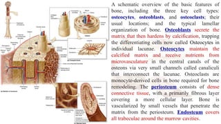A schematic overview of the basic features of
bone, including the three key cell types:
osteocytes, osteoblasts, and osteoclasts; their
usual locations; and the typical lamellar
organization of bone. Osteoblasts secrete the
matrix that then hardens by calcification, trapping
the differentiating cells now called Osteocytes in
individual lacunae. Osteocytes maintain the
calcified matrix and receive nutrients from
microvasculature in the central canals of the
osteons via very small channels called canaliculi
that interconnect the lacunae. Osteoclasts are
monocyte-derived cells in bone required for bone
remodeling. The periosteum consists of dense
connective tissue, with a primarily fibrous layer
covering a more cellular layer. Bone is
vascularized by small vessels that penetrate the
matrix from the periosteum. Endosteum covers
all trabeculae around the marrow cavities.
 