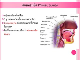  กลุ่มของต่อมน้้าเหลือง
 3 คู่: คอหอย โคนลิ้น และเพดานปาก
 Lymphocyte ท้าลายจุลินทรีย์ที่ผ่านมา
ในอากาศ
 ติดเชื้อจะบวมแดง เรียกว่า ต่อมทอนซิล
อักเสบ
ต่อมทอนซิล (TONSIL GLAND)
 