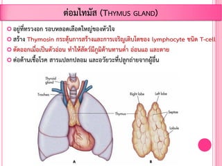  อยู่ที่ทรวงอก รอบหลอดเลือดใหญ่ของหัวใจ
 สร้าง Thymosin กระตุ้นการสร้างและการเจริญเติบโตของ lymphocyte ชนิด T-cell
 ตัดออกเมื่อเป็นตัวอ่อน ท้าให้สัตว์มีภูมิต้านทานต่้า อ่อนแอ และตาย
 ต่อต้านเชื้อโรค สารแปลกปลอม และอวัยวะที่ปลูกถ่ายจากผู้อื่น
ต่อมไทมัส (THYMUS GLAND)
 