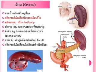  ต่อมน้้าเหลืองที่ใหญ่ที่สุด
 ผลิตเซลล์เม็ดเลือดในระยะเอ็มบริโอ
 หลังคลอด: สร้าง Antibody
 ท้าลาย RBC และ Platelet ที่หมดอายุ
 ดักจับ Ag ในกระแสเลือดที่ผ่านมาทาง
splenic artery
 สร้าง Ab เข้าสู่กระแสเลือดโดย B-cell
 ผลิตเซลล์เม็ดเลือดเมื่อเกิดมะเร็งเม็ดเลือด
ม้าม (SPLEEN)
 