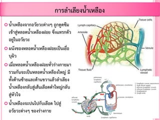  น้้าเหลืองจากอวัยวะต่างๆ ถูกดูดซึม
เข้าสู่หลอดน้้าเหลืองฝอย ซึ่งแทรกตัว
อยู่ในอวัยวะ
 ผนังของหลอดน้้าเหลืองฝอยเป็นเยื่อ
บุผิว
 เมื่อหลอดน้้าเหลืองฝอยทั่วร่างกายมา
รวมกันจะเป็นหลอดน้้าเหลืองใหญ่ มี
ทั้งด้านซ้ายและด้านขวาแล้วล้าเลียง
น้้าเหลืองกลับสู่เส้นเลือดด้าใหญ่กลับ
สู่หัวใจ
 น้้าเหลืองจะปนไปกับเลือด ไปสู่
อวัยวะต่างๆ ของร่างกาย
การล้าเลียงน้้าเหลือง
 