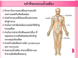  ตัวกลางในการแลกเปลี่ยนสารและแก๊ส
ระหว่างเซลล์กับเส้นเลือดฝอย
 ช่วยท้าลายแบคทีเรียและสิ่งแปลกปลอม
เข้าสู่ร่างกาย
 ช่วยในการล้าเลียงไขมันจากผนังล้าไส้เข้าสู่
กระแสเลือด
 ช่วยในการน้าสารโปรตีนและสารอื่นๆ ที่
หลุดออกมาจากเส้นเลือดฝอยกลับเข้าสู่
ระบบหมุนเวียนเลือด
 ช่วยสร้างเม็ดเลือดขาวชนิด Lymphocyte
และ monocyte
 ช่วยกรองน้้าเหลือง ท้าลายเชื้อโรค และ
ท้าลายเม็ดเลือดที่หมดอายุ
หน้าที่ของระบบน้้าเหลือง
 