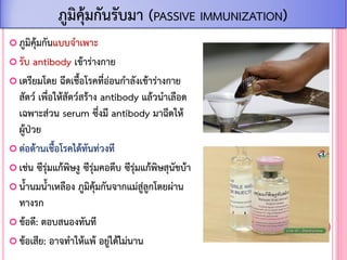  ภูมิคุ้มกันแบบจ้าเพาะ
 รับ antibody เข้าร่างกาย
 เตรียมโดย ฉีดเชื้อโรคที่อ่อนก้าลังเข้าร่างกาย
สัตว์ เพื่อให้สัตว์สร้าง antibody แล้วน้าเลือด
เฉพาะส่วน serum ซึ่งมี antibody มาฉีดให้
ผู้ป่วย
 ต่อต้านเชื้อโรคได้ทันท่วงที
 เช่น ซีรุ่มแก้พิษงู ซีรุ่มคอตีบ ซีรุ่มแก้พิษสุนัขบ้า
 น้้านมน้้าเหลือง ภูมิคุ้มกันจากแม่สู่ลูกโดยผ่าน
ทางรก
 ข้อดี: ตอบสนองทันที
 ข้อเสีย: อาจท้าให้แพ้ อยู่ได้ไม่นาน
ภูมิคุ้มกันรับมา (PASSIVE IMMUNIZATION)
 