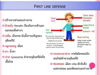  สร้างจากส่วนของร่างกาย
 ผิวหนัง: Keratin ป้องกันการเข้าและ
ออกของสิ่งต่างๆ
 เหงือ: เป็นกรด ยับยั้งการเจริญของ
จุลินทรีย์
 จมูกและหู: เมือก
 ตา: น้้าตา
 ปาก: lysosome ท้าลายจุลินทรีย์หรือ
เชื้อโรค
FIRST LINE DEFENSE
 กระเพาะอาหาร: กรดไฮโดรคลอริก
เอนไซม์ท้าลายจุลินทรีย์
 ช่องคลอด: เมือก cilia ดักจับสิ่ง
แปลกปลอม และพัดออกนอกร่างกาย
 