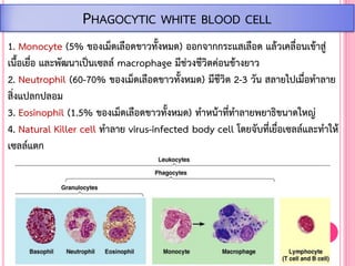 1. Monocyte (5% ของเม็ดเลือดขาวทั้งหมด) ออกจากกระแสเลือด แล้วเคลื่อนเข้าสู่
เนื้อเยื่อ และพัฒนาเป็นเซลล์ macrophage มีช่วงชีวิตค่อนข้างยาว
2. Neutrophil (60-70% ของเม็ดเลือดขาวทั้งหมด) มีชีวิต 2-3 วัน สลายไปเมื่อท้าลาย
สิ่งแปลกปลอม
3. Eosinophil (1.5% ของเม็ดเลือดขาวทั้งหมด) ท้าหน้าที่ท้าลายพยาธิขนาดใหญ่
4. Natural Killer cell ท้าลาย virus-infected body cell โดยจับที่เยื่อเซลล์และท้าให้
เซลล์แตก
PHAGOCYTIC WHITE BLOOD CELL
 