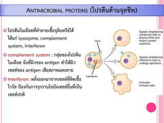  โปรตีนในเลือดที่ท้าลายเชื้อจุลินทรีย์ได้
ได้แก่ lysozyme, complement
system, interferon
 complement system : กลุ่มของโปรตีน
ในเลือด จับที่ผิวของ antigen ท้าให้ผิว
เซลล์ของ antigen เสียสภาพและตาย
 Interferon: หลั่งออกมาจากเซลล์ที่ติดเชื้อ
ไวรัส ป้องกันการรุกรานไปยังเซลล์อื่นที่เป็น
เซลล์ปกติ
ANTIMICROBIAL PROTEINS (โปรตีนต้านจุลชีพ)
 