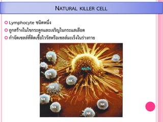  Lymphocyte ชนิดหนึ่ง
 ถูกสร้างในไขกระดูกและเจริญในกระแสเลือด
 ก้าจัดเซลล์ที่ติดเชื้อไวรัสหรือเซลล์มะเร็งในร่างกาย
NATURAL KILLER CELL
 
