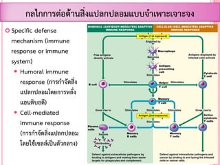  Specific defense
mechanism (immune
response or immune
system)
 Humoral immune
response (การก้าจัดสิ่ง
แปลกปลอมโดยการหลั่ง
แอนติบอดี)
 Cell-mediated
immune response
(การก้าจัดสิ่งแปลกปลอม
โดยใช้เซลล์เป็นตัวกลาง)
กลไกการต่อต้านสิ่งแปลกปลอมแบบจ้าเพาะเจาะจง
 