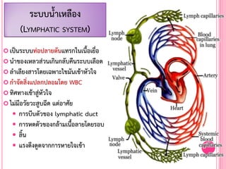  เป็นระบบท่อปลายตันแทรกในเนื้อเยื่อ
 น้าของเหลวส่วนเกินกลับคืนระบบเลือด
 ล้าเลียงสารโดยเฉพาะไขมันเข้าหัวใจ
 ก้าจัดสิ่งแปลกปลอมโดย WBC
 ทิศทางเข้าสู่หัวใจ
 ไม่มีอวัยวะสูบฉีด แต่อาศัย
 การบีบตัวของ lymphatic duct
 การหดตัวของกล้ามเนื้อลายโดยรอบ
 ลิ้น
 แรงดึงดูดจากการหายใจเข้า
ระบบน้้าเหลือง
(LYMPHATIC SYSTEM)
 