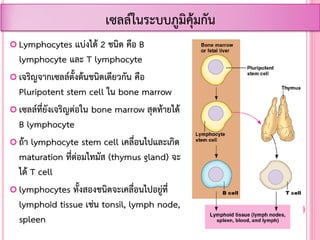  Lymphocytes แบ่งได้ 2 ชนิด คือ B
lymphocyte และ T lymphocyte
 เจริญจากเซลล์ตั้งต้นชนิดเดียวกัน คือ
Pluripotent stem cell ใน bone marrow
 เซลล์ที่ยังเจริญต่อใน bone marrow สุดท้ายได้
B lymphocyte
 ถ้า lymphocyte stem cell เคลื่อนไปและเกิด
maturation ที่ต่อมไทมัส (thymus gland) จะ
ได้ T cell
 lymphocytes ทั้งสองชนิดจะเคลื่อนไปอยู่ที่
lymphoid tissue เช่น tonsil, lymph node,
spleen
เซลล์ในระบบภูมิคุ้มกัน
 