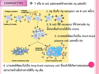 LYMPHOCYTES
1. Ag จับกับ Ag receptor บน B cell หนึ่งๆ
2. B cell ที่มี receptor ที่จ้าเพาะต่อ Ag
นั้นจะเพิ่มจ้านวนได้เป็น clone
3. บางเซลล์พัฒนาไปเป็น short-lived
plasma cell และหลั่ง Ab
4. บางเซลล์พัฒนาไปเป็น long-lived memory cell ที่จะท้าให้เกิดการตอบสนอง
อย่างรวดเร็วเมื่อร่างกายได้รับ Ag เดิม
 T หรือ B cell แต่ละเซลล์จ้าเพาะต่อ Ag แต่ละตัว
 