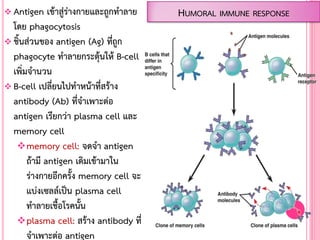  Antigen เข้าสู่ร่างกายและถูกท้าลาย
โดย phagocytosis
 ชิ้นส่วนของ antigen (Ag) ที่ถูก
phagocyte ท้าลายกระตุ้นให้ B-cell
เพิ่มจ้านวน
 B-cell เปลี่ยนไปท้าหน้าที่สร้าง
antibody (Ab) ที่จ้าเพาะต่อ
antigen เรียกว่า plasma cell และ
memory cell
memory cell: จดจ้า antigen
ถ้ามี antigen เดิมเข้ามาใน
ร่างกายอีกครั้ง memory cell จะ
แบ่งเซลล์เป็น plasma cell
ท้าลายเชื้อโรคนั้น
plasma cell: สร้าง antibody ที่
จ้าเพาะต่อ antigen
HUMORAL IMMUNE RESPONSE
 