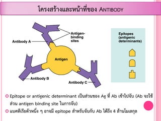  Epitope or antigenic determinant เป็นส่วนของ Ag ที่ Ab เข้าไปจับ (Ab จะใช้
ส่วน antigen binding site ในการจับ)
 แบคทีเรียตัวหนึ่ง ๆ อาจมี epitope ส้าหรับจับกับ Ab ได้ถึง 4 ล้านโมเลกุล
โครงสร้างและหน้าที่ของ ANTIBODY
 