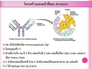  Ab เป็นโปรตีนชนิด immunoglobulin (Ig)
 โมเลกุลรูปตัว Y
 ส่วนที่เกาะกับ Ag มี 2 ข้าง แต่ละข้างมี 2 แขน แขนสั้นเรียก light chain แขนยาว
เรียก heavy chain
 C ล้าดับกรดอะมิโนคงที่ ส่วน V ล้าดับกรดอะมิโนแตกต่างตาม Ab แต่ละตัว
 V ให้ epitope ของ Ag มาเกาะ
โครงสร้างและหน้าที่ของ ANTIBODY
 