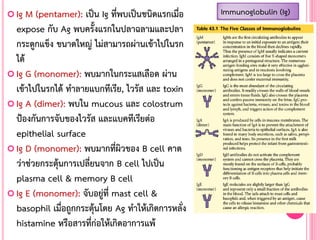  Ig M (pentamer): เป็น Ig ที่พบเป็นชนิดแรกเมื่อ
expose กับ Ag พบครั้งแรกในปลาฉลามและปลา
กระดูกแข็ง ขนาดใหญ่ ไม่สามารถผ่านเข้าไปในรก
ได้
 Ig G (monomer): พบมากในกระแสเลือด ผ่าน
เข้าไปในรกได้ ท้าลายแบกทีเรีย, ไวรัส และ toxin
 Ig A (dimer): พบใน mucous และ colostrum
ป้องกันการจับของไวรัส และแบคทีเรียต่อ
epithelial surface
 Ig D (monomer): พบมากที่ผิวของ B cell คาด
ว่าช่วยกระตุ้นการเปลี่ยนจาก B cell ไปเป็น
plasma cell & memory B cell
 Ig E (monomer): จับอยู่ที่ mast cell &
basophil เมื่อถูกกระตุ้นโดย Ag ท้าให้เกิดการหลั่ง
histamine หรือสารที่ก่อให้เกิดอาการแพ้
Immunoglobulin (Ig)
 