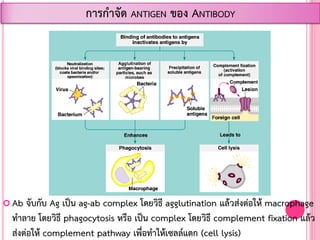  Ab จับกับ Ag เป็น ag-ab complex โดยวิธี agglutination แล้วส่งต่อให้ macrophage
ท้าลาย โดยวิธี phagocytosis หรือ เป็น complex โดยวิธี complement fixation แล้ว
ส่งต่อให้ complement pathway เพื่อท้าให้เซลล์แตก (cell lysis)
การก้าจัด ANTIGEN ของ ANTIBODY
 