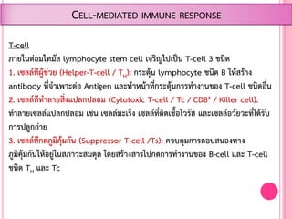 T-cell
ภายในต่อมไทมัส lymphocyte stem cell เจริญไปเป็น T-cell 3 ชนิด
1. เซลล์ทีผู้ช่วย (Helper-T-cell / TH): กระตุ้น lymphocyte ชนิด B ให้สร้าง
antibody ที่จ้าเพาะต่อ Antigen และท้าหน้าที่กระตุ้นการท้างานของ T-cell ชนิดอื่น
2. เซลล์ทีท้าลายสิ่งแปลกปลอม (Cytotoxic T-cell / Tc / CD8+ / Killer cell):
ท้าลายเซลล์แปลกปลอม เช่น เซลล์มะเร็ง เซลล์ที่ติดเชื้อไวรัส และเซลล์อวัยวะที่ได้รับ
การปลูกถ่าย
3. เซลล์ทีกดภูมิคุ้มกัน (Suppressor T-cell /Ts): ควบคุมการตอบสนองทาง
ภูมิคุ้มกันให้อยู่ในสภาวะสมดุล โดยสร้างสารไปกดการท้างานของ B-cell และ T-cell
ชนิด TH และ Tc
CELL-MEDIATED IMMUNE RESPONSE
 