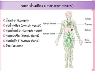 น้้าเหลือง (Lymph)
ท่อน้้าเหลือง (Lymph vessel)
ต่อมน้้าเหลือง (Lymph node)
ต่อมทอนซิล (Tonsil gland)
ต่อมไทมัส (Thymus gland)
ม้าม (spleen)
ระบบน้้าเหลือง (LYMPHATIC SYSTEM)
 