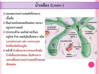 ของเหลวระหว่างเซลล์หรือรอบๆ
เนื้อเยื่อ
 ซึมผ่านผนังหลอดเลือดฝอย ออกมา
อยู่ระหว่างเซลล์
 ประกอบด้วย เอนไซม์ ฮอร์โมน
กลูโคส ก๊าซ เซลล์เม็ดเลือดขาว ชนิด
Lymphocyte และ monocyte
โปรตีนชนิดโกลบูลิน
 หน้าที่ ล้าเลียงอาหารประเภทไขมัน
ก้าจัดสิ่งแปลกปลอม เป็นตัวกลาง
แลกเปลี่ยนสารระหว่างเซลล์กับหลอด
เลือดฝอย
น้้าเหลือง (LYMPH )
 