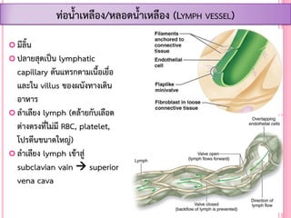  มีลิ้น
 ปลายสุดเป็น lymphatic
capillary ตันแทรกตามเนื้อเยื่อ
และใน villus ของผนังทางเดิน
อาหาร
 ล้าเลียง lymph (คล้ายกับเลือด
ต่างตรงที่ไม่มี RBC, platelet,
โปรตีนขนาดใหญ่)
 ล้าเลียง lymph เข้าสู่
subclavian vain  superior
vena cava
ท่อน้้าเหลือง/หลอดน้้าเหลือง (LYMPH VESSEL)
 