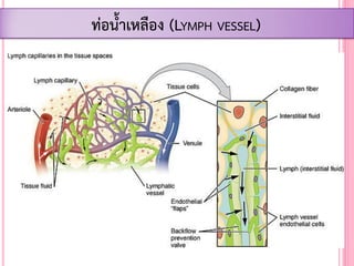 ท่อน้้าเหลือง (LYMPH VESSEL)
 