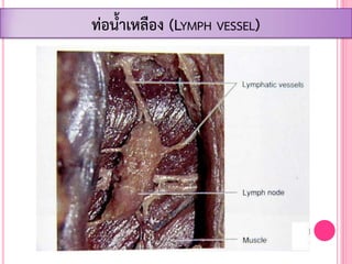 ท่อน้้าเหลือง (LYMPH VESSEL)
 