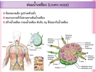  ก้อนขนาดเล็ก รูปร่างคล้ายถั่ว
 พบกระจายทั่วไปตามทางเดินน้้าเหลือง
 สร้างน้้าเหลือง กรองน้้าเหลือง ดับจับ Ag ที่ปนมากับน้้าเหลือง
ต่อมน้้าเหลือง (LYMPH NODE)
 