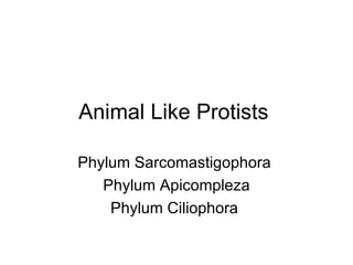Animal Like Protists  Phylum Sarcomastigophora  Phylum Apicompleza Phylum Ciliophora  