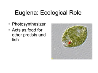 Euglena: Ecological Role  Photosynthesizer  Acts as food for other protists and fish  