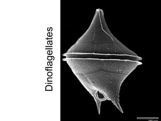 Dinoflagellates  