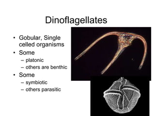Dinoflagellates  Gobular, Single celled organisms  Some platonic  others are benthic  Some  symbiotic  others parasitic  