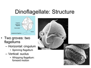 Dinoflagellate: Structure  Two groves: two flagellums  Horizontal: cingulum Spinning flagellum  Vertical: suclus Whipping flagellum: forward motion  