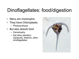 Dinoflagellates: food/digestion Many are mixotrophic  They have Chloroplasts:  Photosynthesis  But also absorb food  Osmotrophy  Eat other plankton: copepods, diatoms, other dinoflagellates  