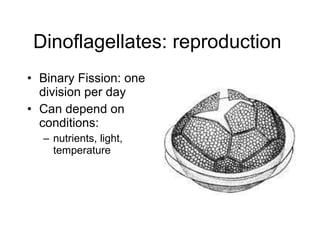 Dinoflagellates: reproduction  Binary Fission: one division per day  Can depend on conditions:  nutrients, light, temperature  