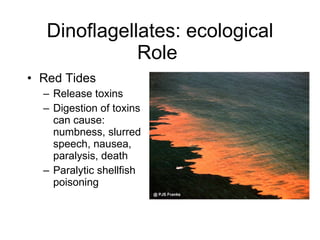 Dinoflagellates: ecological Role  Red Tides Release toxins Digestion of toxins can cause: numbness, slurred speech, nausea, paralysis, death  Paralytic shellfish poisoning  