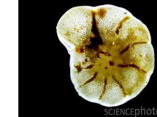 Foraminiferans  