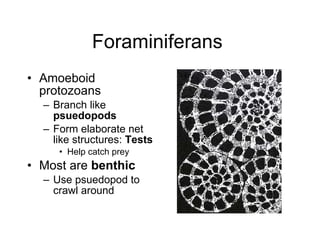 Foraminiferans  Amoeboid protozoans  Branch like  psuedopods   Form elaborate net like structures:  Tests   Help catch prey  Most are  benthic   Use psuedopod to crawl around  