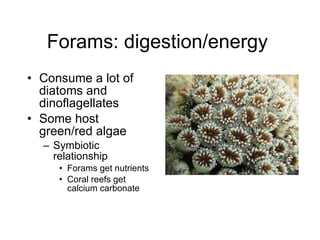 Forams: digestion/energy  Consume a lot of diatoms and dinoflagellates  Some host green/red algae  Symbiotic relationship  Forams get nutrients  Coral reefs get calcium carbonate  