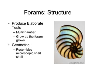 Forams: Structure  Produce Elaborate Tests Multichamber Grow as the foram grows  Geometric Resembles microscopic snail shell  