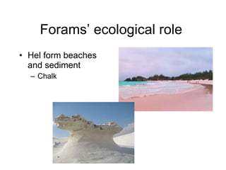 Forams’ ecological role  Hel form beaches and sediment  Chalk  
