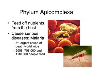 Phylum Apicomplexa  Feed off nutrients from the host  Cause serious diseases: Malaria  5 th  largest cause of death world wide  2008: 708,000 and 1,300,00 people died  
