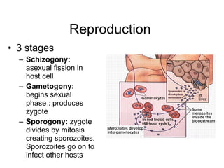 Reproduction  3 stages  Schizogony:  asexual fission in host cell Gametogony:  begins sexual phase : produces zygote  Sporogony:  zygote divides by mitosis creating sporozoites. Sporozoites go on to infect other hosts  