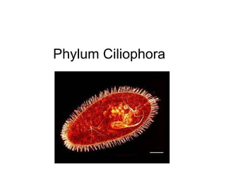 Phylum Ciliophora  