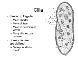 Cilia  Similar to flagella Much shorter  More of them  Move in coordinated waves  Many ciliates can reverse  Some cilia are specialized  Sweep food into mouth  
